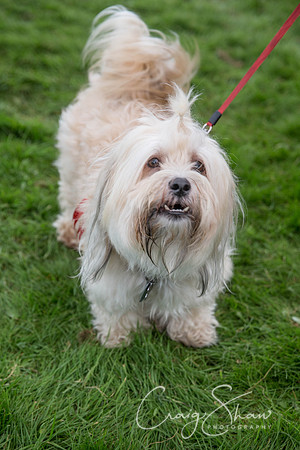1563_Woofstock2016_craigshaw