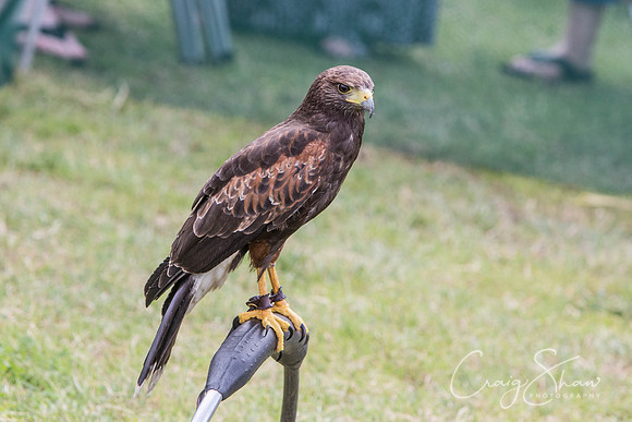733_TodAgriculturalShow2014__bluplanetphoto