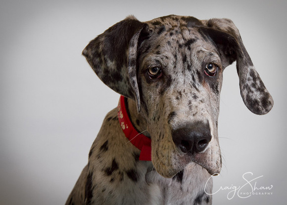 Vets4Pets RSPCA Fundraiser