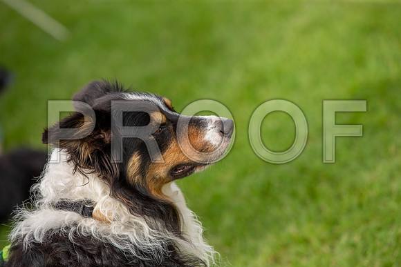 0246_SpringersFunDay2019_craigshawphoto