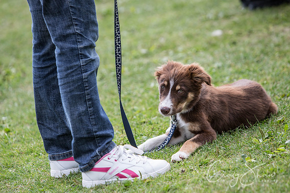 1054_BarkintheParkHuddersfield_2014_bluplanetphoto