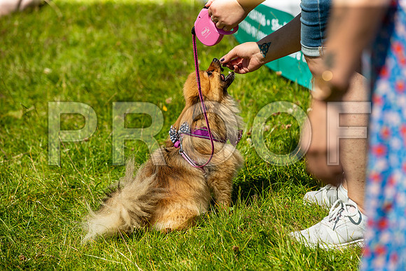 2248__PAWSFundogShow_July2022_cshaw