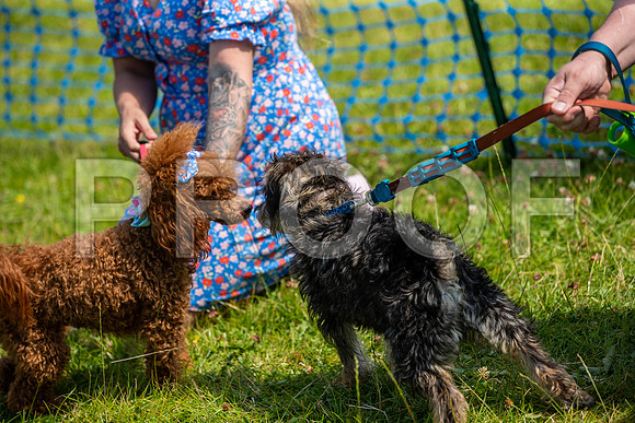 2756__PAWSFundogShow_July2022_cshaw