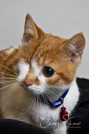 Vets4Pets RSPCA Fundraiser