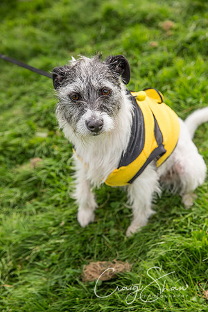 402_Woofstock2016_craigshaw