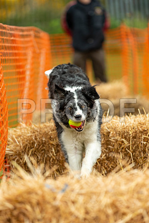 2250_SpringersFunDay2019_craigshawphoto
