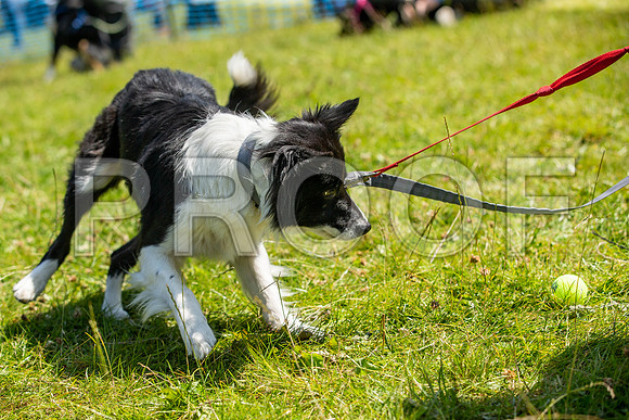 2331__PAWSFundogShow_July2022_cshaw