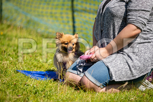 2808__PAWSFundogShow_July2022_cshaw