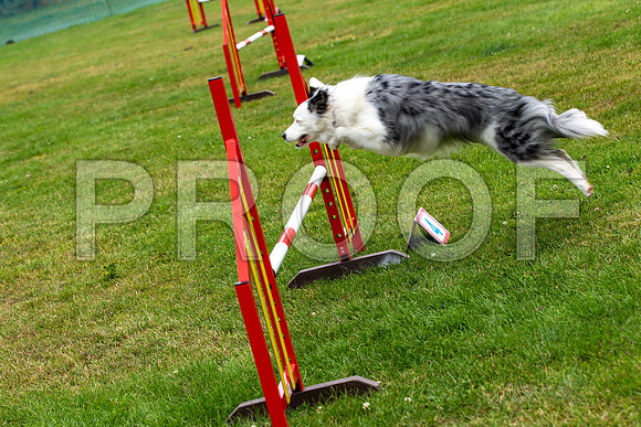 2426_SpringersFunDay2019_craigshawphoto