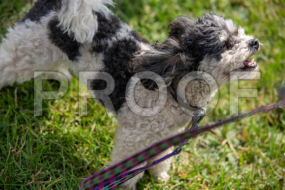 1355_SpringersFunDay2019_craigshawphoto