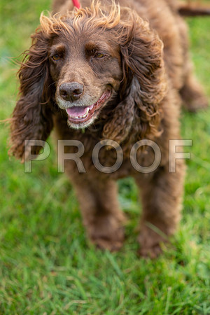 0312_SpringersFunDay2019_craigshawphoto