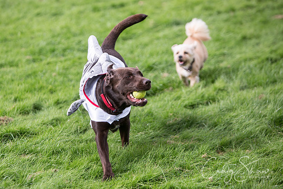174_Woofstock2016_craigshaw