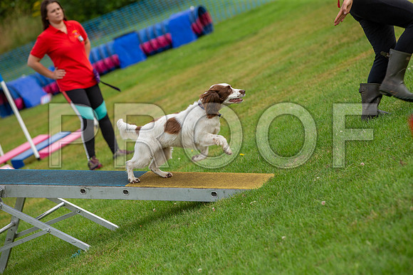 0611_SpringersFunDay2019_craigshawphoto