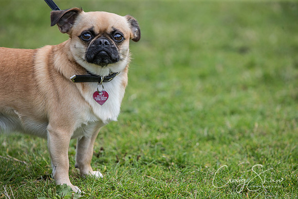 151_HebdenHappyHounds_2014_bluplanetphoto
