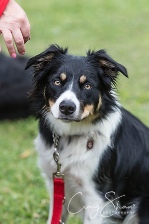 48_BarkintheParkHuddersfield_2014_bluplanetphoto