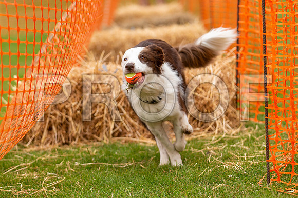 2912_SpringersFunDay2019_craigshawphoto