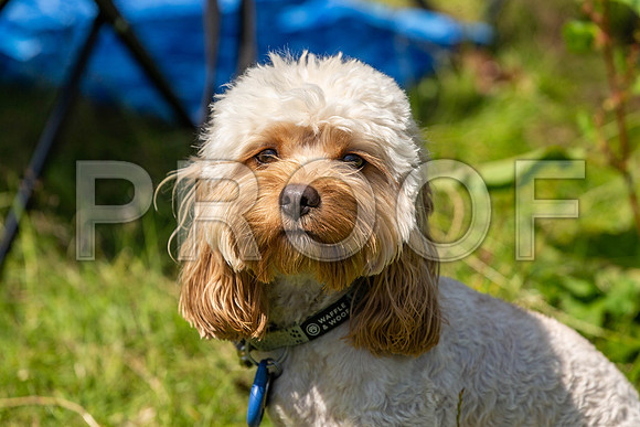 2006__PAWSFundogShow_July2022_cshaw