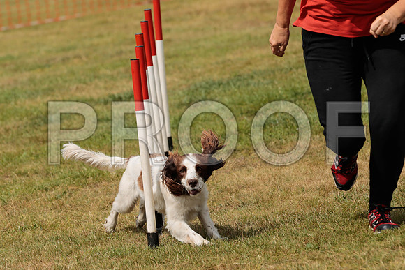 3103_SpringersFunDay2019_craigshawphoto