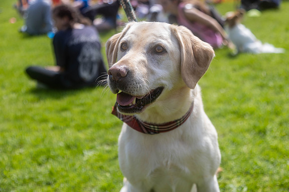 2093_HebdensHappyHounds2024_Cshaw-