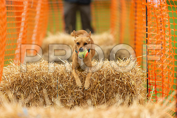 2772_SpringersFunDay2019_craigshawphoto