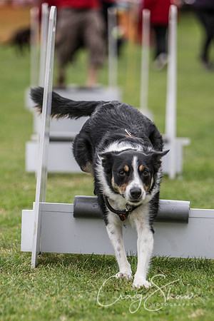 1678_BarkintheParkHuddersfield_2014_bluplanetphoto