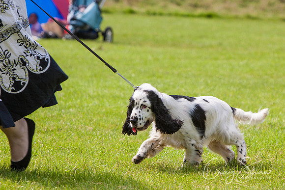 RSPCA Dog Day Afternoon