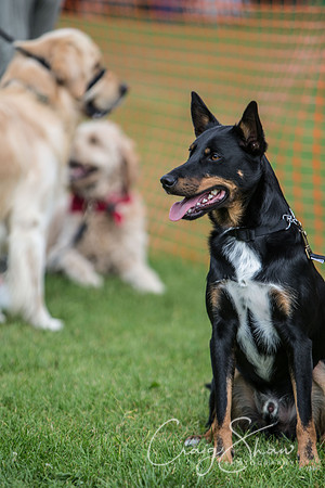 215_K9Partyinthepark2014_RSPCAHalifax_bluplanetphoto