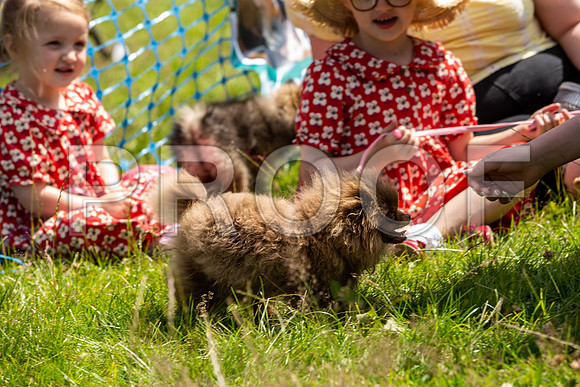 2062__PAWSFundogShow_July2022_cshaw