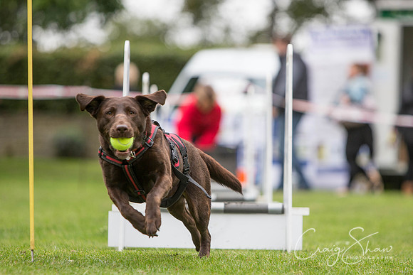 1344_BarkintheParkHuddersfield_2014_bluplanetphoto