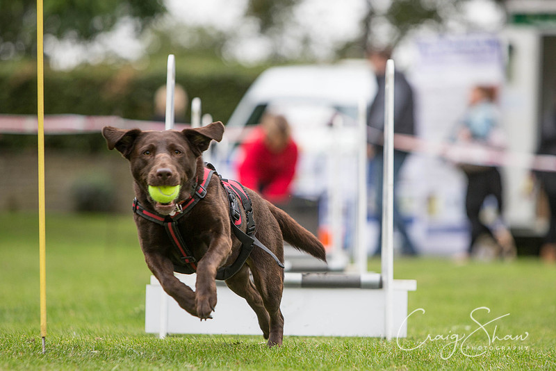 1344_BarkintheParkHuddersfield_2014_bluplanetphoto