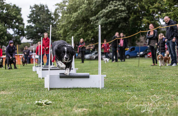 1715_BarkintheParkHuddersfield_2014_bluplanetphoto