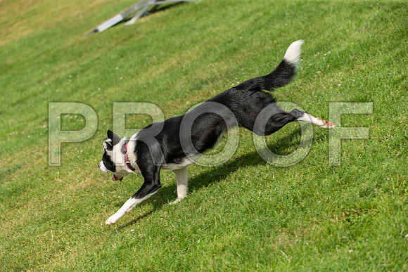 1416_SpringersFunDay2019_craigshawphoto
