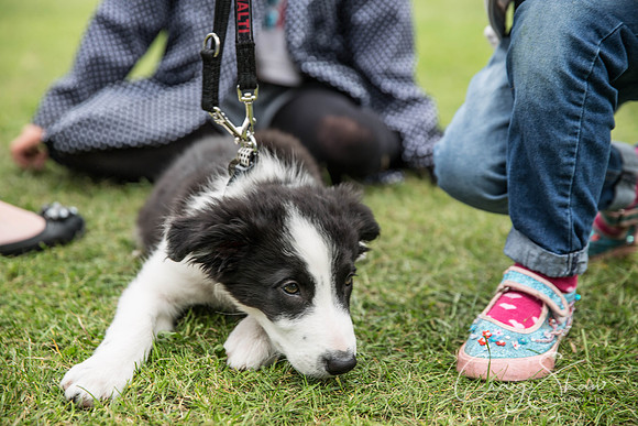 225_BarkintheParkHuddersfield_2014_bluplanetphoto