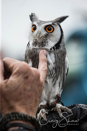 742_TodAgriculturalShow2014__bluplanetphoto