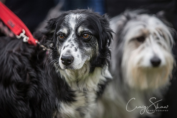 62_K9Partyinthepark2014_RSPCAHalifax_bluplanetphoto