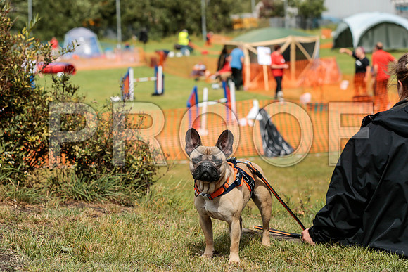 3285_SpringersFunDay2019_craigshawphoto