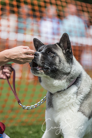 635_K9Partyinthepark2014_RSPCAHalifax_bluplanetphoto