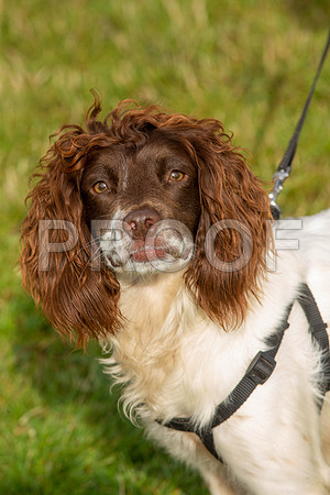 0211_SpringersFunDay2019_craigshawphoto