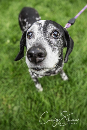 604_Woofstock2016_craigshaw