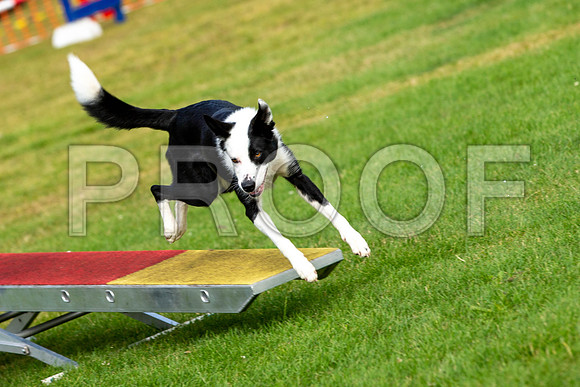 1234_SpringersFunDay2019_craigshawphoto