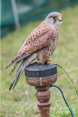 718_TodAgriculturalShow2014__bluplanetphoto