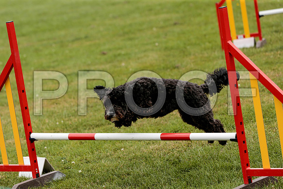 2652_SpringersFunDay2019_craigshawphoto
