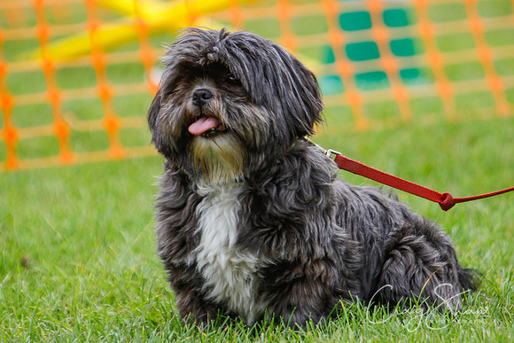 RSPCA Dog Day Afternoon