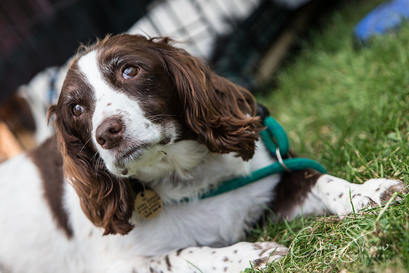 876_K9Partyinthepark2014_RSPCAHalifax_bluplanetphoto