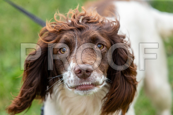 2334_SpringersFunDay2019_craigshawphoto