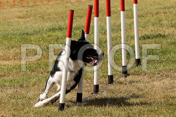 3327_SpringersFunDay2019_craigshawphoto