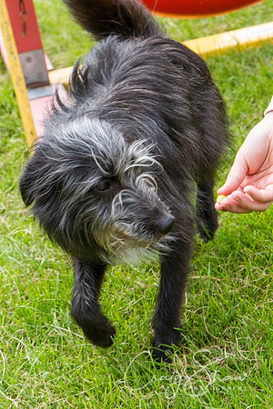 RSPCA Dog Day Afternoon