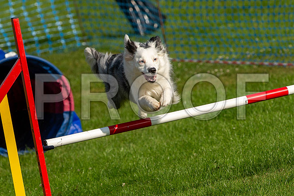 0156_SpringersFunDay2019_craigshawphoto