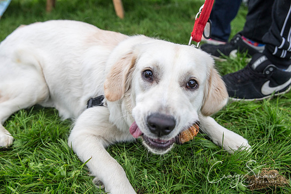 549_Woofstock2016_craigshaw