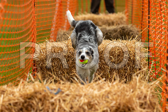 2116_SpringersFunDay2019_craigshawphoto